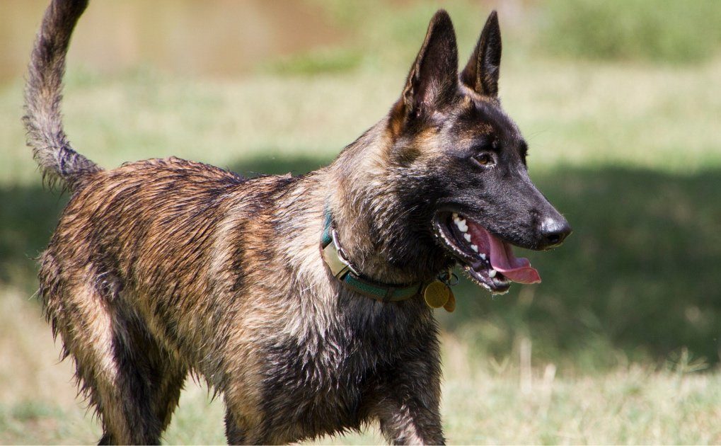 Dutch-Shepherd-dog