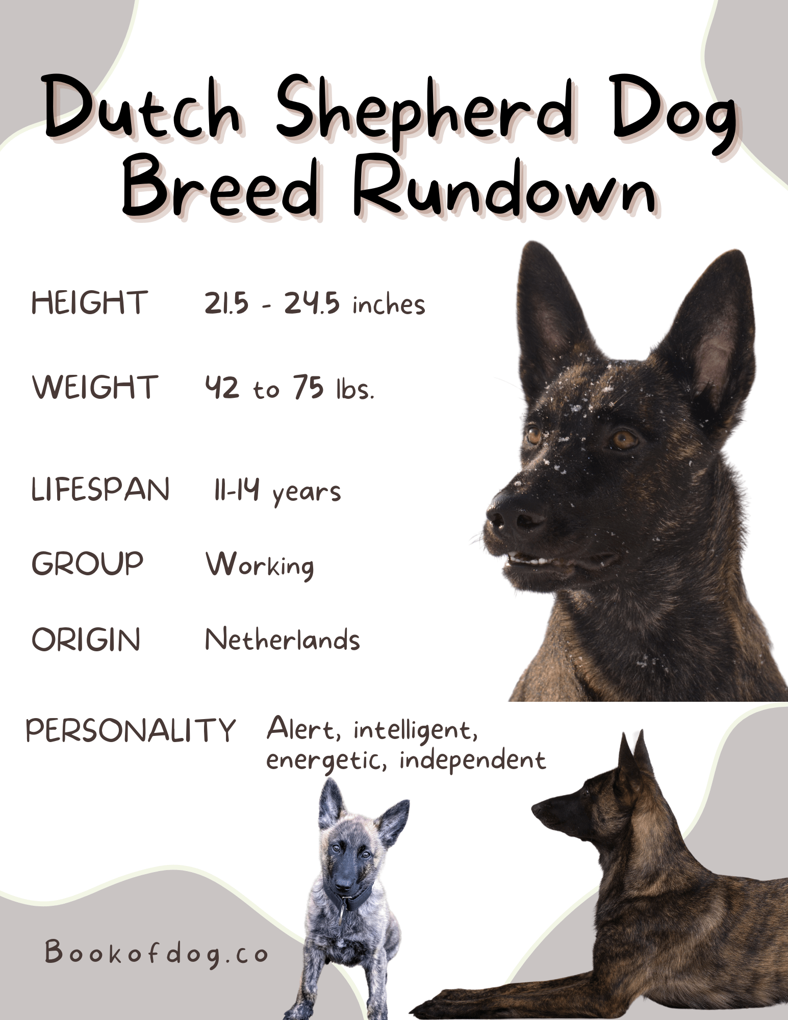 Dutch-Shepherd-dog