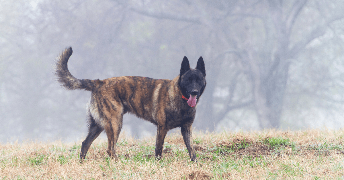 Dutch-Shepherd-dog