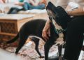 The 3-3-3 Rule for Bringing Home a Rescue Dog