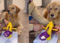 Video: Dog’s Reflexes Are on Point When Owner Gives Her Pup Cup