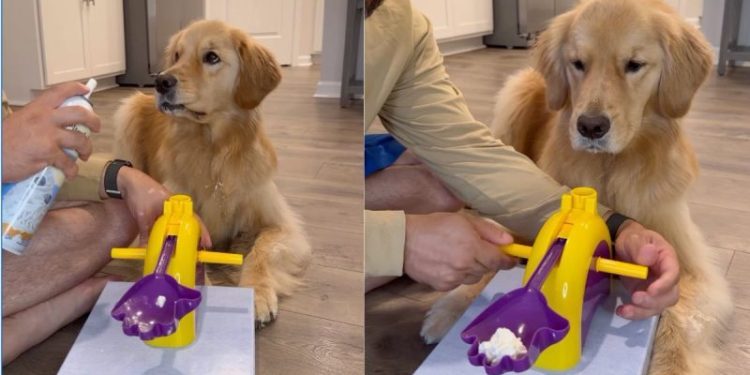 Video: Dog’s Reflexes Are on Point When Owner Gives Her Pup Cup