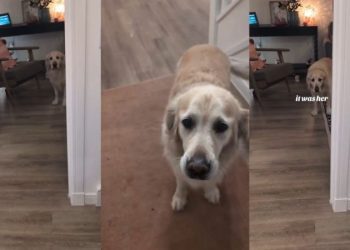 Video: Dog Is Dramatic After Owner Accidentally Steps on Toe