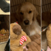 Video: Golden Retriever Finds Christmas Gift Early & Does This