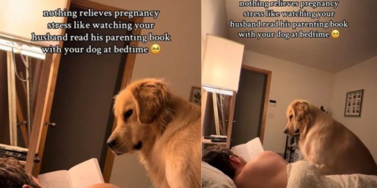 Video: Golden Retriever Joins Dad to Read a Book for Pregnant Mom