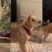 Video: This Golden Retriever Puppy With Bows Will Make Your Day