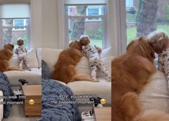 Goldetriever & Little Boy Share Sweet Moment Gazing Out the Window