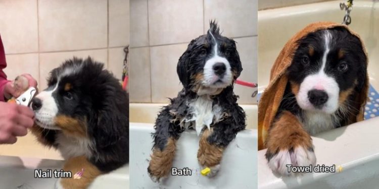Bernese Mountain Dog Puppy Is Cutest During Grooming Session