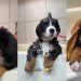 Bernese Mountain Dog Puppy Is Cutest During Grooming Session