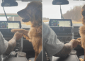 Golden Retriever Wants Dad to Hold His Paws the Entire Time He’s Driving
