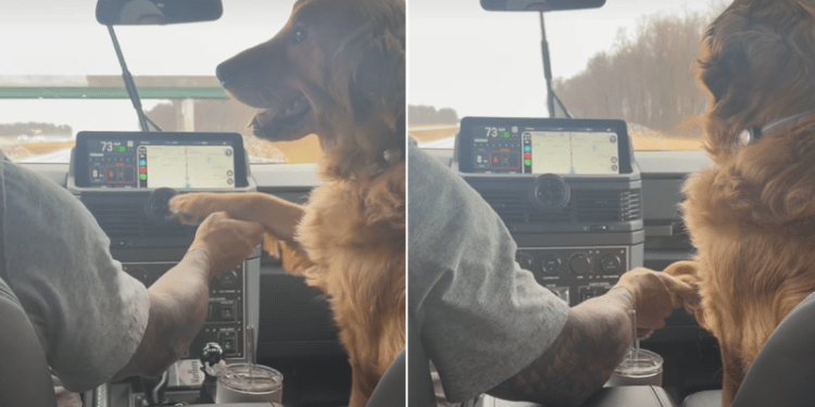 Golden Retriever Wants Dad to Hold His Paws the Entire Time He’s Driving