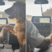 Golden Retriever Wants Dad to Hold His Paws the Entire Time He’s Driving